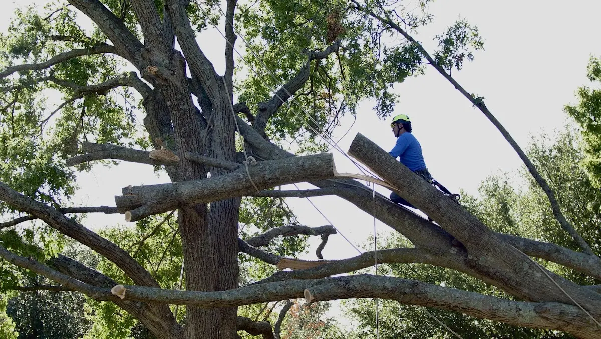 Professional Crown Thinning performed by certified arborists in Walnut Cove
